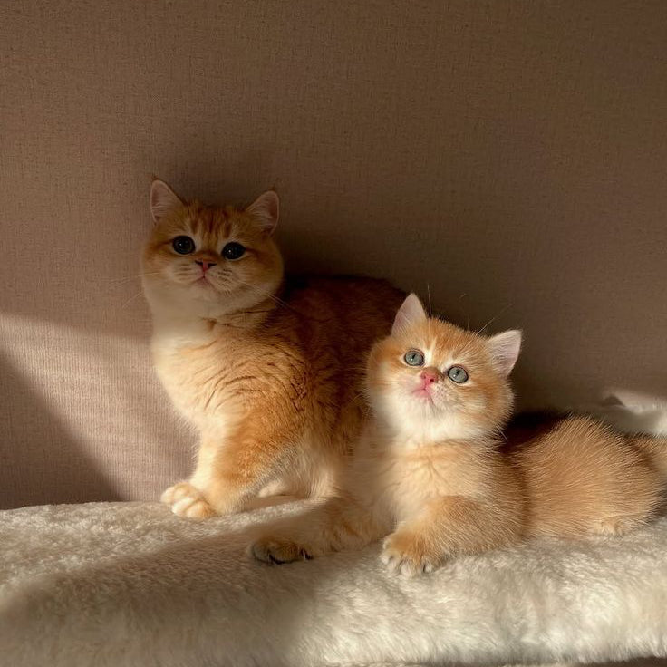 Cat Toys